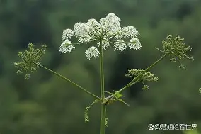 九游体育平台 -拀Kg*?9皺砋?2鋅菪B趛??的简单介绍